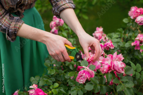 Pruning the bush (rose) with secateur in the garden