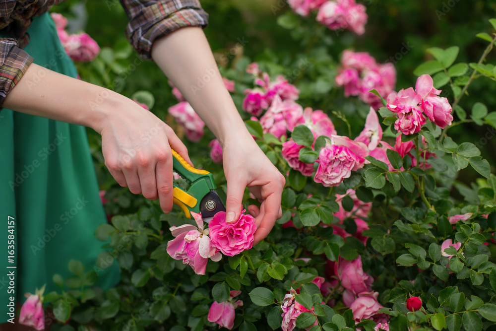 Pruning the bush (rose) with secateur in the garden Pruning the bush (rose) with secateur in the garden