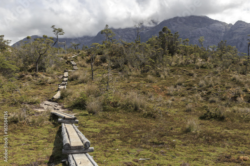 Wooden footbridge in a swampy area