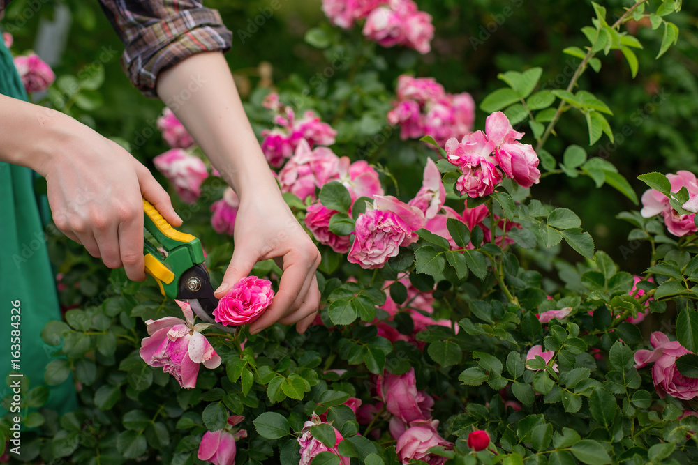 Cutting the plant (rose) with secateur in the garden