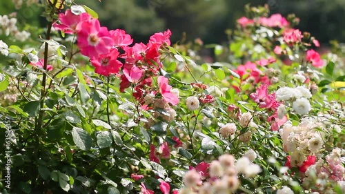 Wallpaper Mural Roses in the wind. Many roses in the park. Pink and white.  Torontodigital.ca