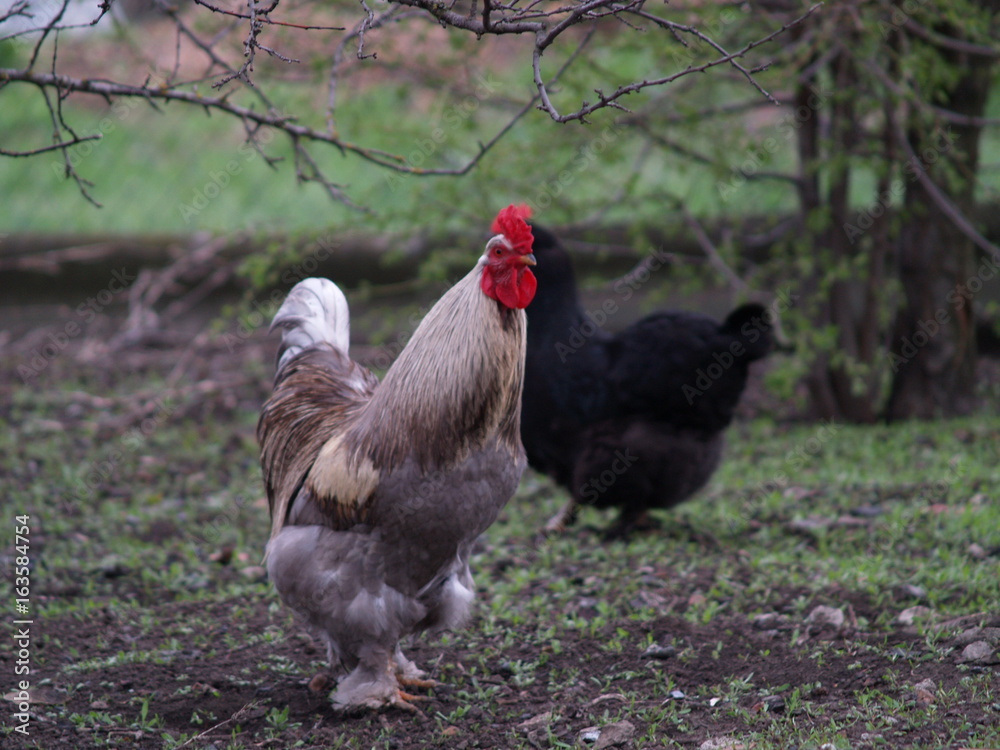 Naklejka premium warstwa kurczaka