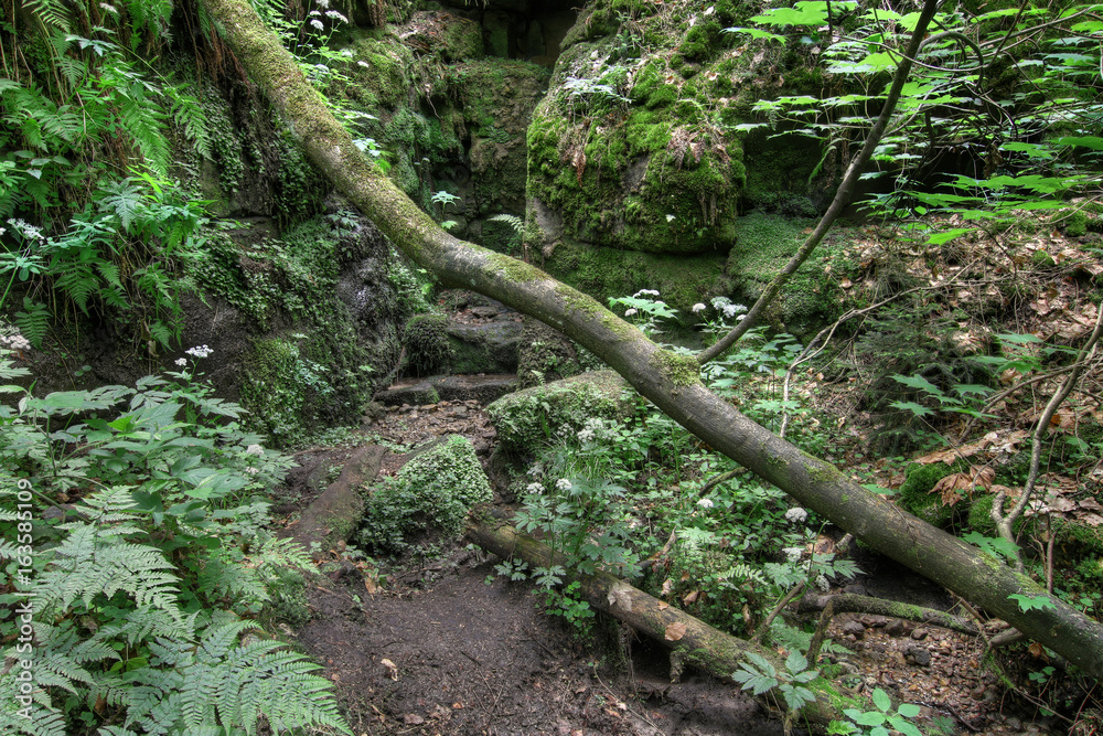 Fallen tree trunk - Gorges on the Kamenice River Fallen tree trunk - Gorges on the Kamenice River