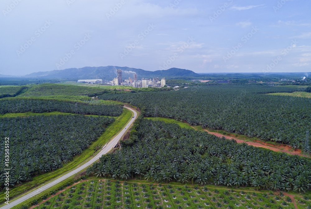 Fototapeta premium Arial view of oil palm plantation on east Asia