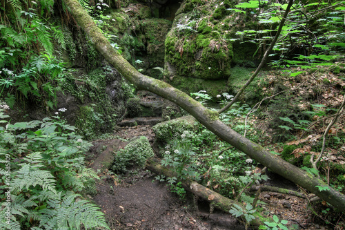 Fallen tree trunk - Gorges on the Kamenice River