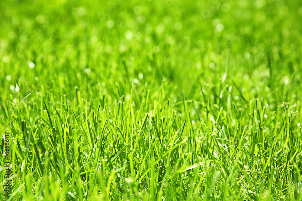 Fresh green grass outdoors Fresh green grass outdoors