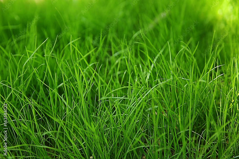 Fresh green grass outdoors Fresh green grass outdoors