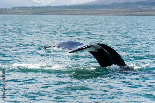 Humpback Whale Feeding in Eyjafj  r  ur