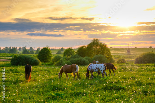 Horses are grazing in the meadow at sunset