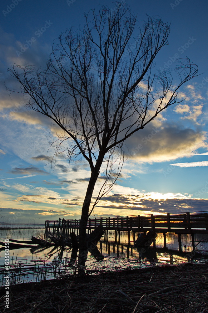 A tree on a lake shore at sunset, with beautiful golden colors and a pier on the background