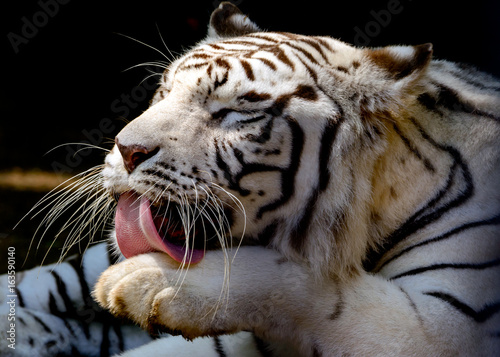 Fototapeta Naklejka Na Ścianę i Meble -  White tiger or bleached tiger (Panthera tigris tigris) Bengal