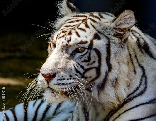 White tiger or bleached tiger  Panthera tigris tigris  Bengal