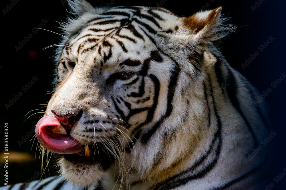 Fototapeta premium Biały tygrys lub bielony tygrys (Panthera tigris tigris) Bengal