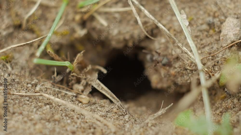 Slow motion: black ants crawling around the entrance to an ant-hill hole. Slow motion: black ants crawling around the entrance to an ant-hill hole.