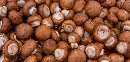 Cremini Mushroom Background