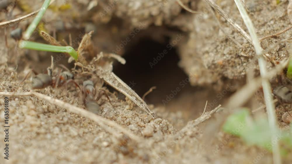 Black Ants carry supplies in a hole in the ground close-up. Black Ants carry supplies in a hole in the ground close-up.