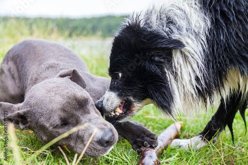Fototapeta Naklejka Na Ścianę i Meble -  Border Collie shows his teeth to a young Pitbull
