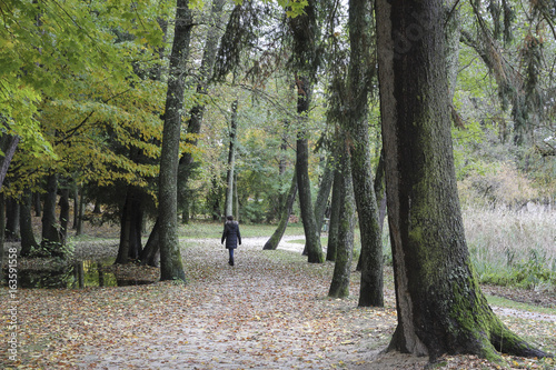 Canvas Print Alley of big trees with a single walker and autumn leafs on the ground