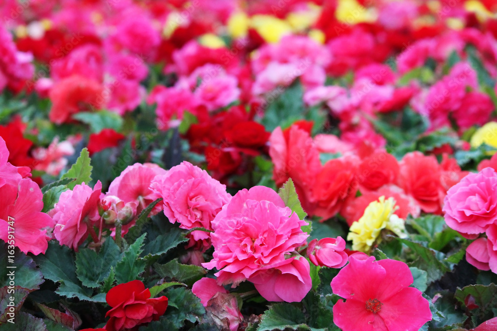 Red, pink and yellow begonia flowers on a flower bed in the city.