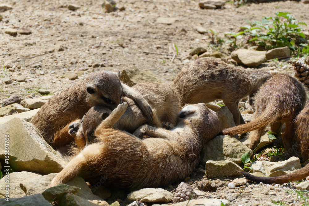 Obraz premium meerkat