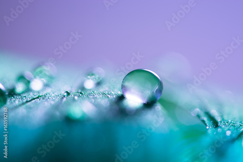 A drop of water on a blue feather. Abstract macro. Selective focus