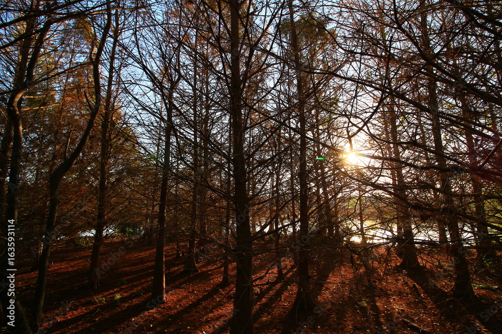 Fototapeta premium Wetlands