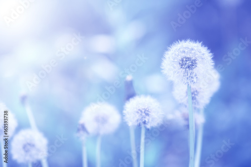 Dandelions on a background tinted in blue. Romantic art suited for postcards .