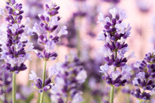 Lavender flowers.