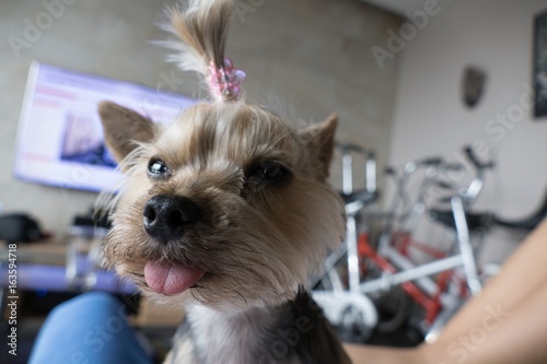 YORKSHIRE TERRIER LILY