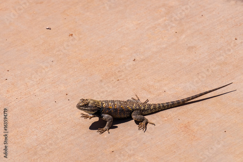 Lizard on Concrete with Copy Space