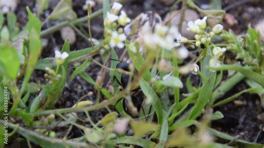 ant walking in the grass.
