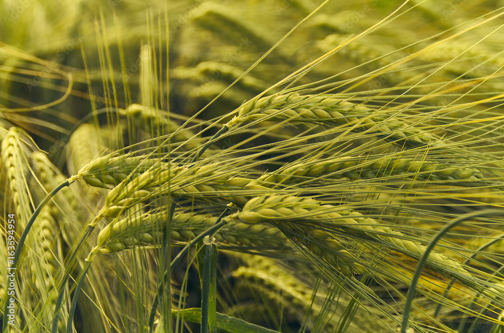 Wheat Wheat