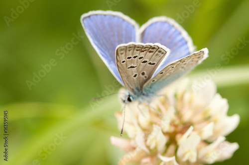 Wonderful beige-blue butterfly on a flowering clover