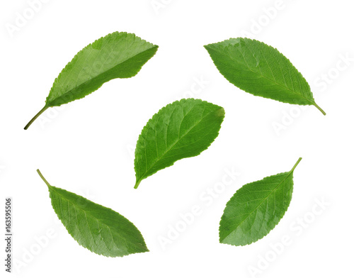 Cherry leaves isolated on white background. Collection
