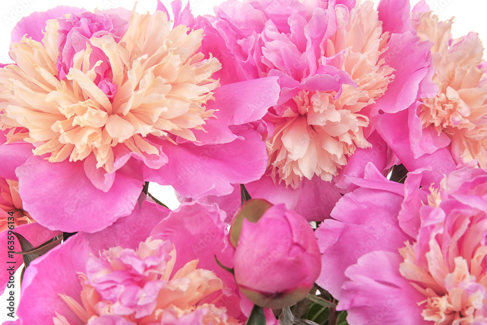 Beautiful colorful peonies, closeup