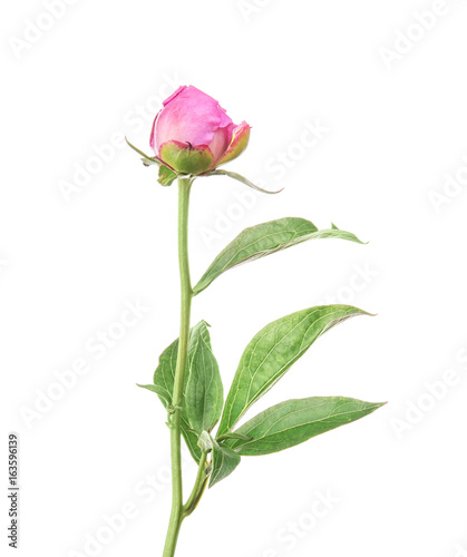 Bud of beautiful peony flower on white background