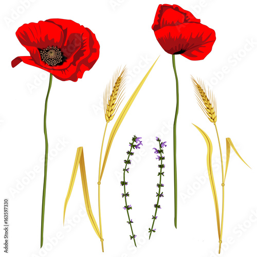 Poppies and wheat ears