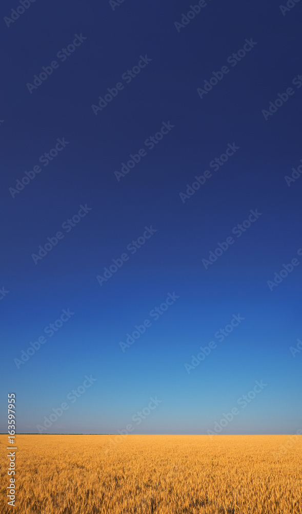 Wheat field under the blue sky with the white clouds sunny vertical wallpaper panorama