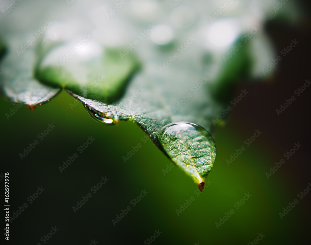 Water drop at the green leaf macro freshness
