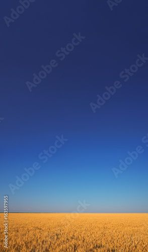 Obraz na płótnie Wheat field under the blue sky with the white clouds sunny vertical wallpaper panorama w salonie