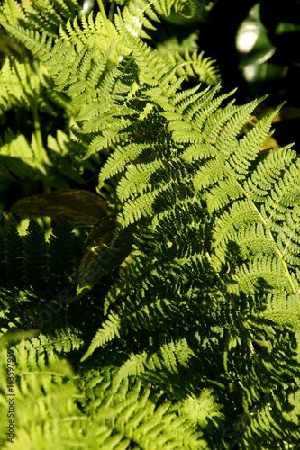 Lady fern Athyrium photo