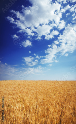 Wheat field under the blue sky with clouds sunny vertical wallpaper panorama