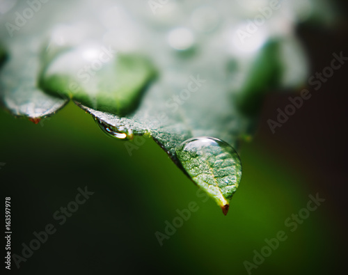 Water drop at the green leaf macro freshness