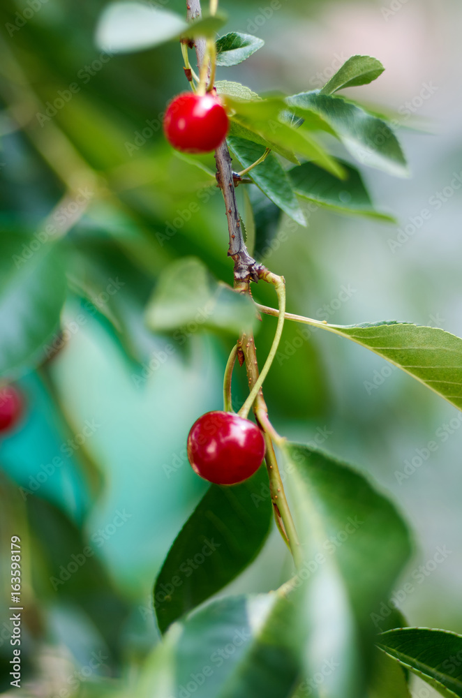 Red sweet Cherries hanging on a cherry tree branch on blurred background. Juicy Cherry on the tree in nature/Young ripening cherries on a tree in the garden on the farm. Rip