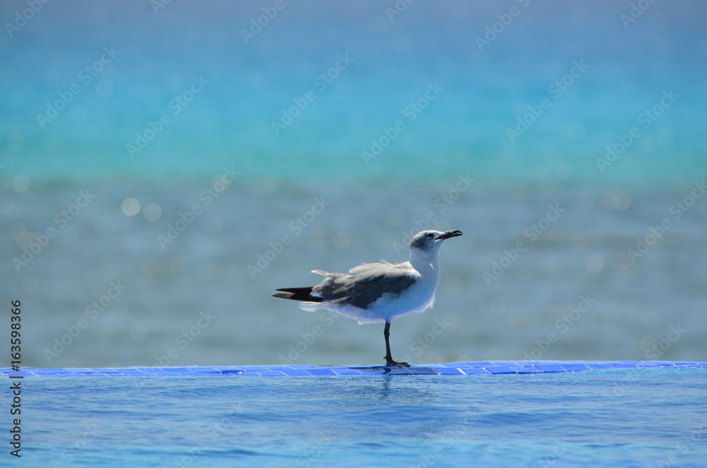 seagull
