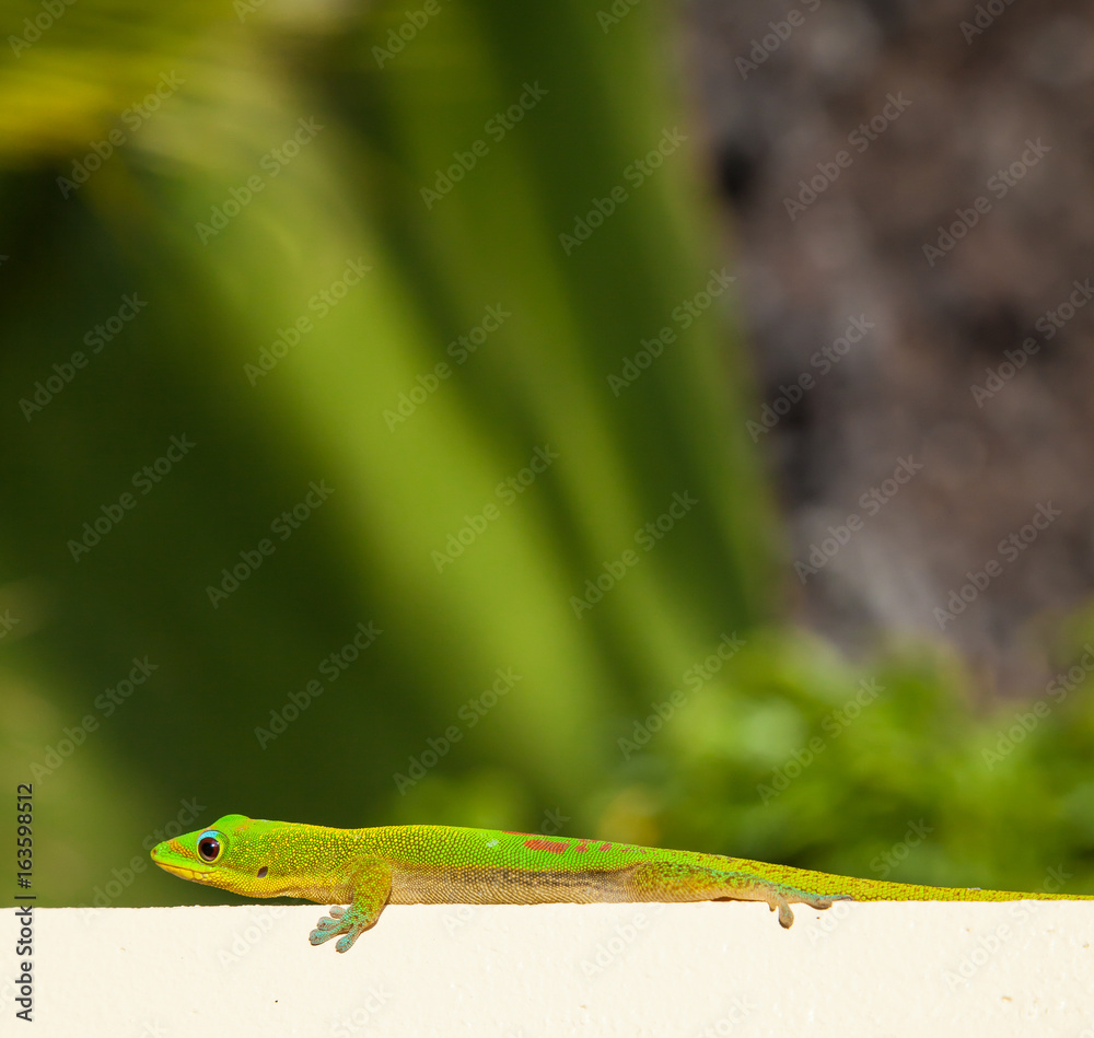 Fototapeta premium Gold Dust Day Gecko Lounging in Hawaii