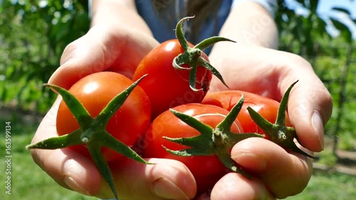 Stretching hands with pelati tomatoes, selective focus, UHD photo