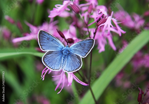 Beautiful blue butterfly on pink flowers