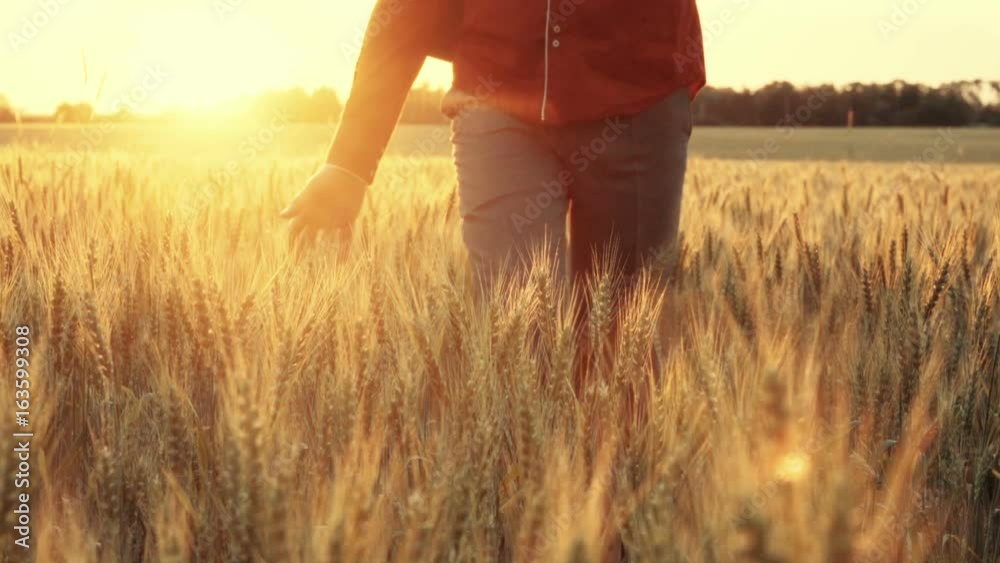 Man in a suit touches the ripe wheat ears with his hand. Sunset and glare from the sun, slow motion Man in a suit touches the ripe wheat ears with his hand. Sunset and glare from the sun, slow motion