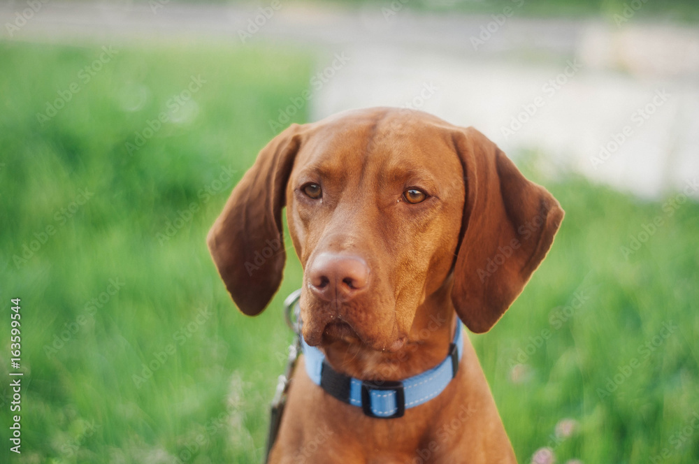 hunting dog